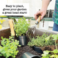 Pumpkin Howden Plantlings Live Baby Plants 4in. Pot, 2-Pack