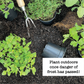 Snapdragon Twinny Peach Plantlings Plus Live Baby Plants 4in. Pot, 2-Pack