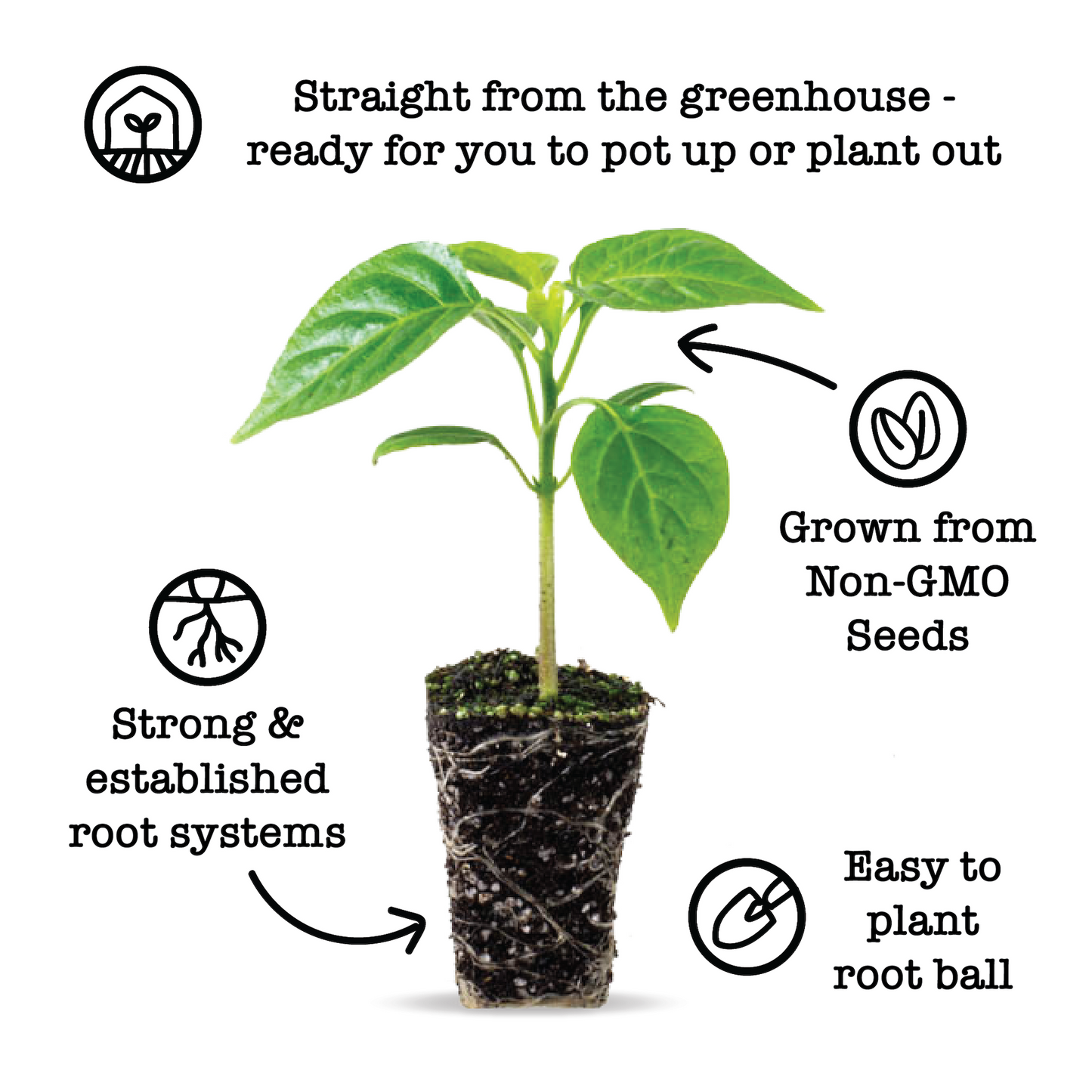 Basil Sweet Plantlings Live Baby Plants 1-3in., 3-Pack