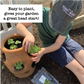 Leafy Greens Plantlings Kit Live Baby Plants 1-3in., 12-Pack