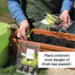 Pepper Serrano Plantlings Live Baby Plants 1-3in., 3-Pack