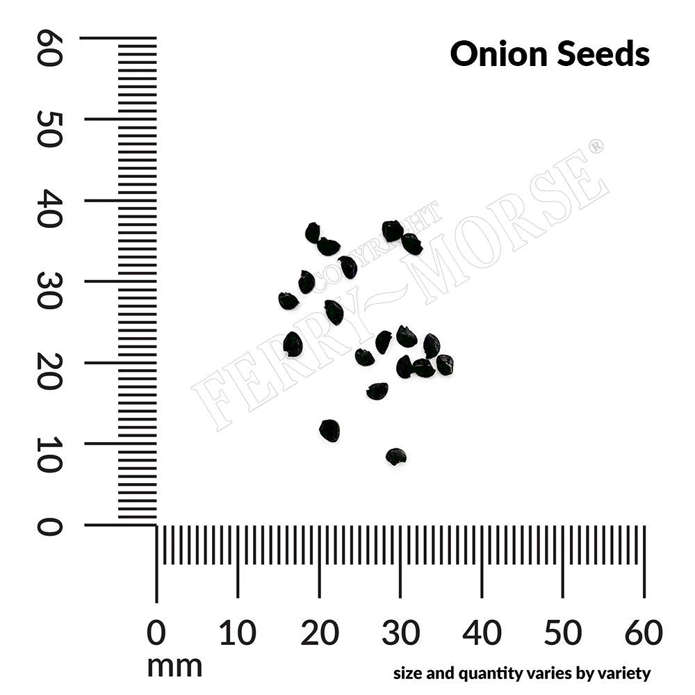 Onion, Evergreen Bunching Organic Seeds