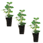 Oregano Italian Plantlings Live Baby Plants 1-3in., 3-Pack