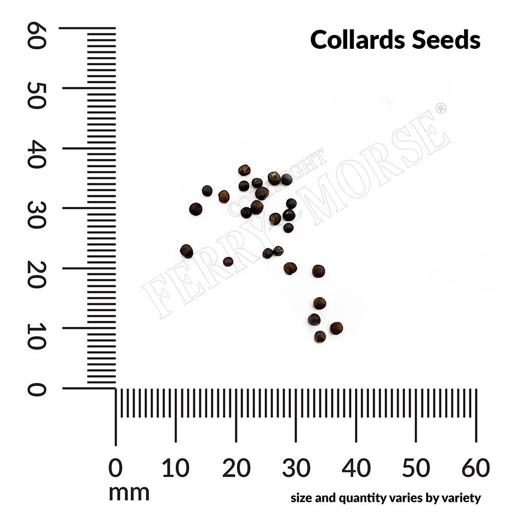 Collards, Georgia Southern Organic Seeds