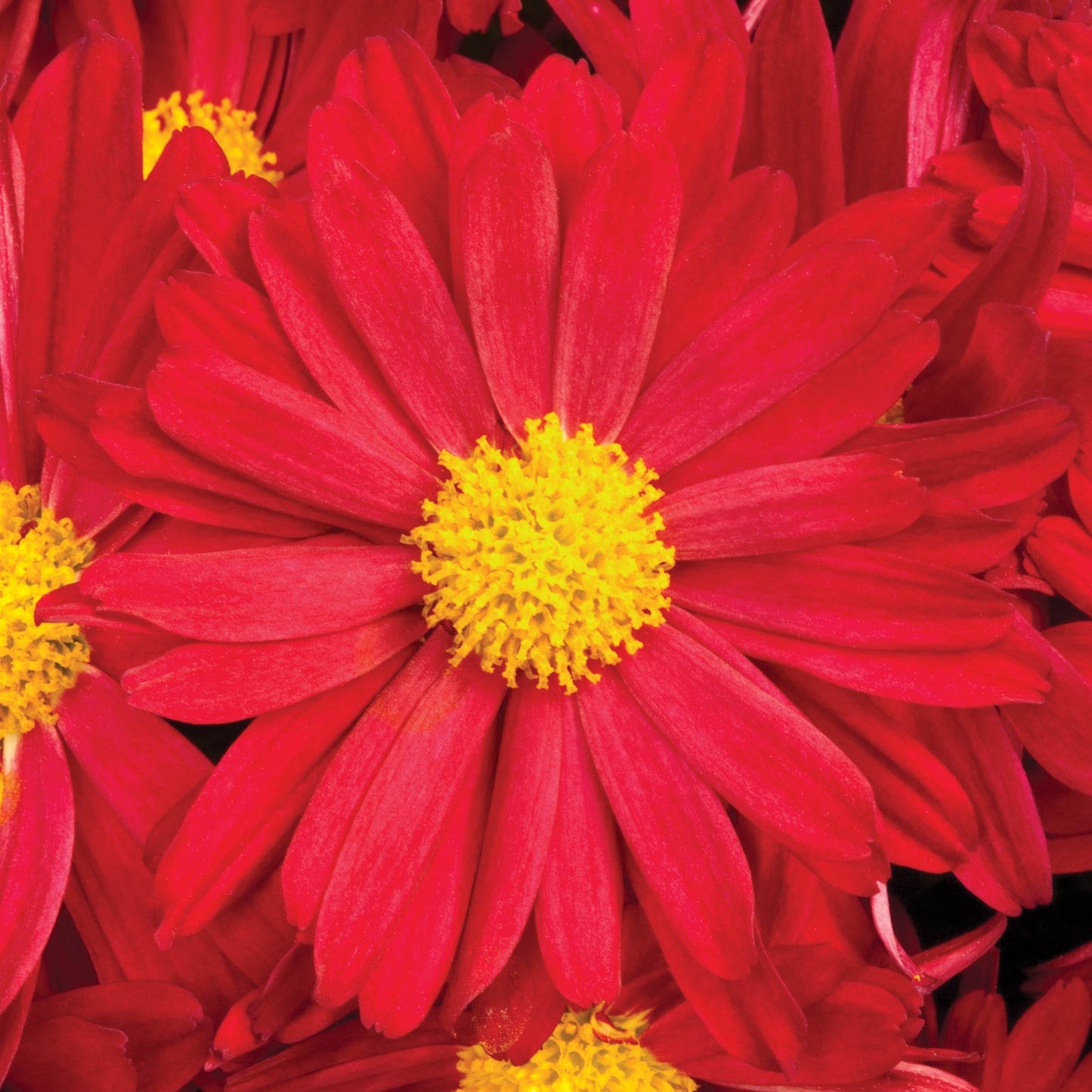Mums Bonnie Red Plantlings Plus Live Baby Plants 4in. Pot, 2-Pack