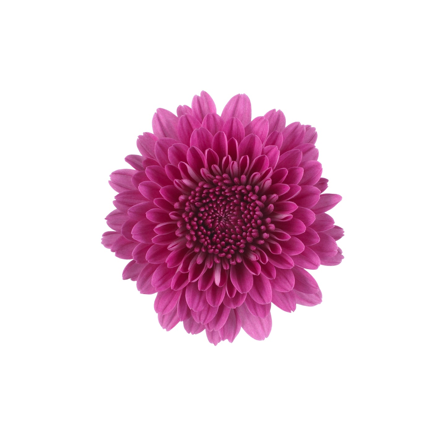 Mums Regal Cheryl Plantlings Plus Live Baby Plants 4in. Pot, 2-Pack