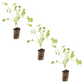 Cilantro Santo Plantlings Live Baby Plants 1-3in., 3-Pack