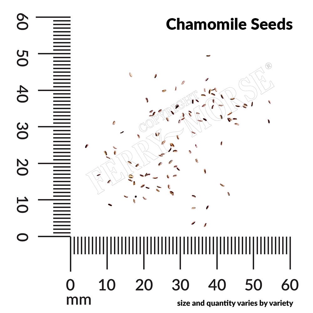 chamomile flower seeds for sale Ferry-Morse Organic Chamomile Seeds (200 mg)