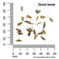 Zinnia, Thumbelina Mixed Colors Seeds