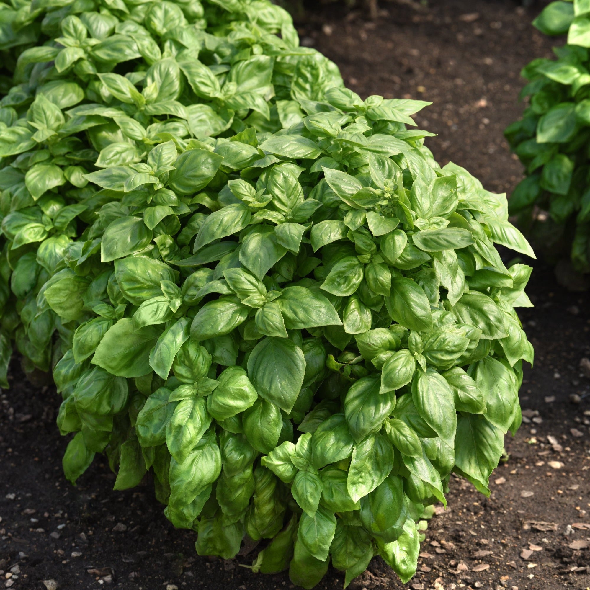 Buy Everleaf Genovese Basil Plants Ferry Morse