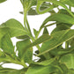 Snapdragon Twinny Peach Plantlings Plus Live Baby Plants 4in. Pot, 2-Pack