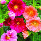 Hollyhock, Summer Carnival Mixed Colors in full bloom