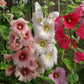 Hollyhock, Summer Carnival Mixed Colors in full bloom