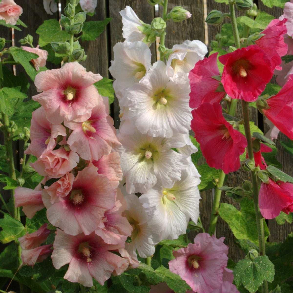 Hollyhock, Summer Carnival Mixed Colors in full bloom