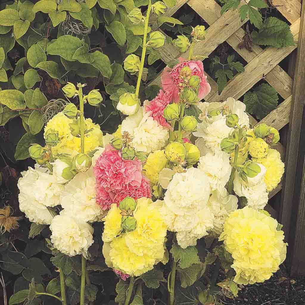 Hollyhock Chater's Double Mix Plantlings Plus Live Baby Plants 4in. Pot,  2-Pack