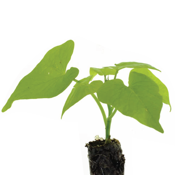Sweet Potato Vine Marguerite Plantlings Live Baby Plants 1-3in., 6-Pack