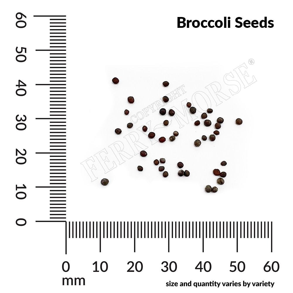 Broccoli, Green Sprouting Calabrese Organic Seeds