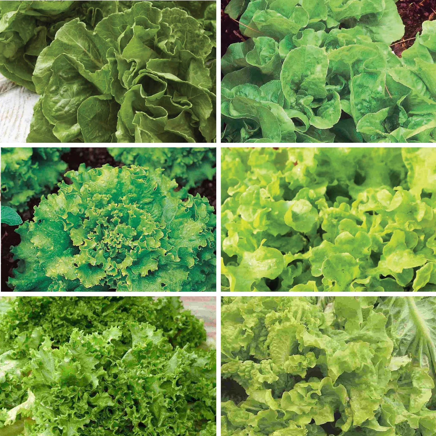 Cold Hardy Organic Lettuce Seed Bundle (6 Pack)