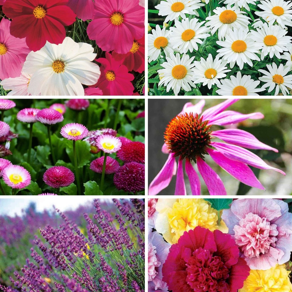 english garden flower seeds English Cottage Garden Seed Bundle