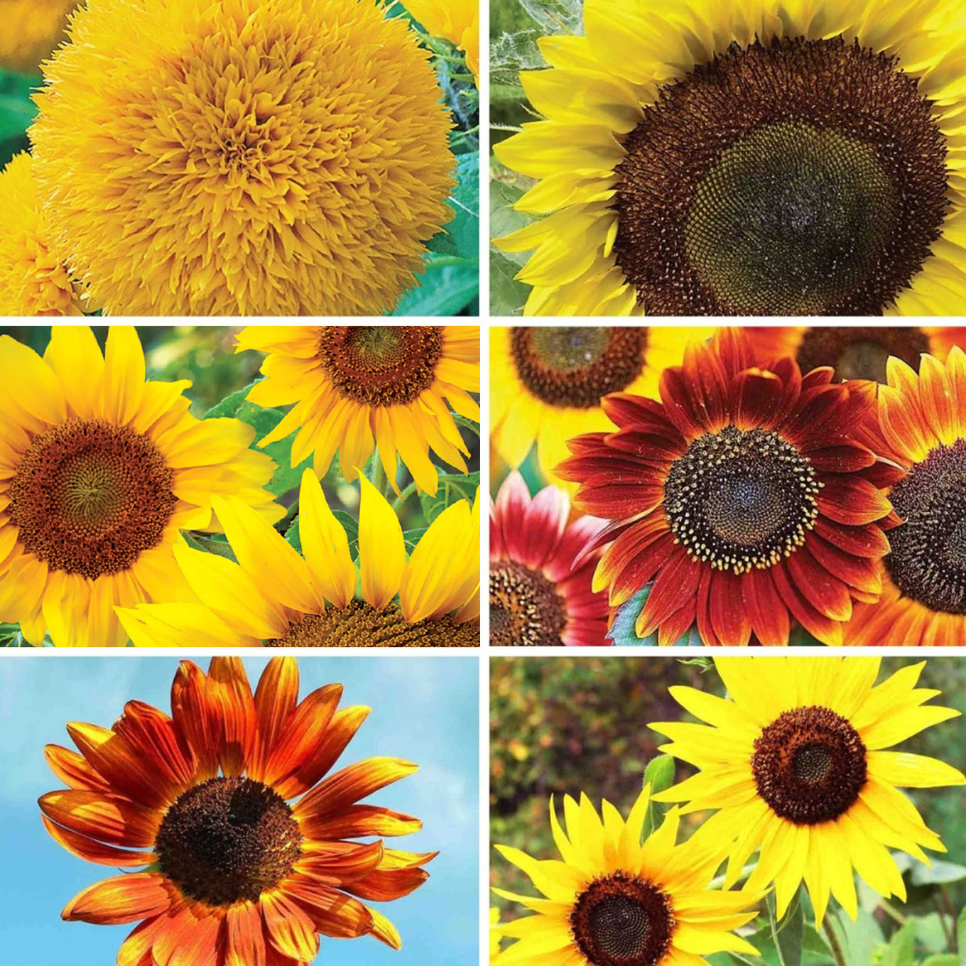 sunflower seeds plant paradox Grow the Sunshine Sunflower Seed Variety Pack