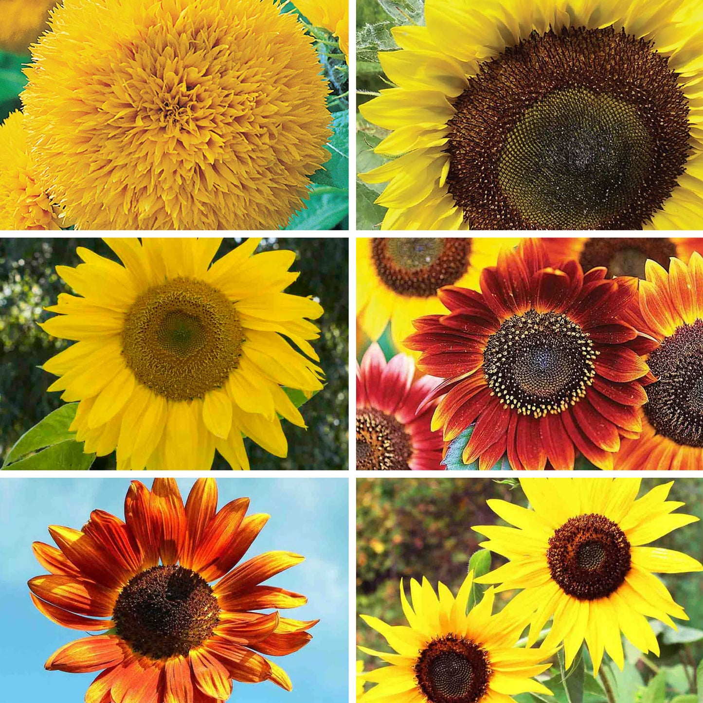 "Grow the Sunshine" Sunflower Seed Bundle (6 Pack)