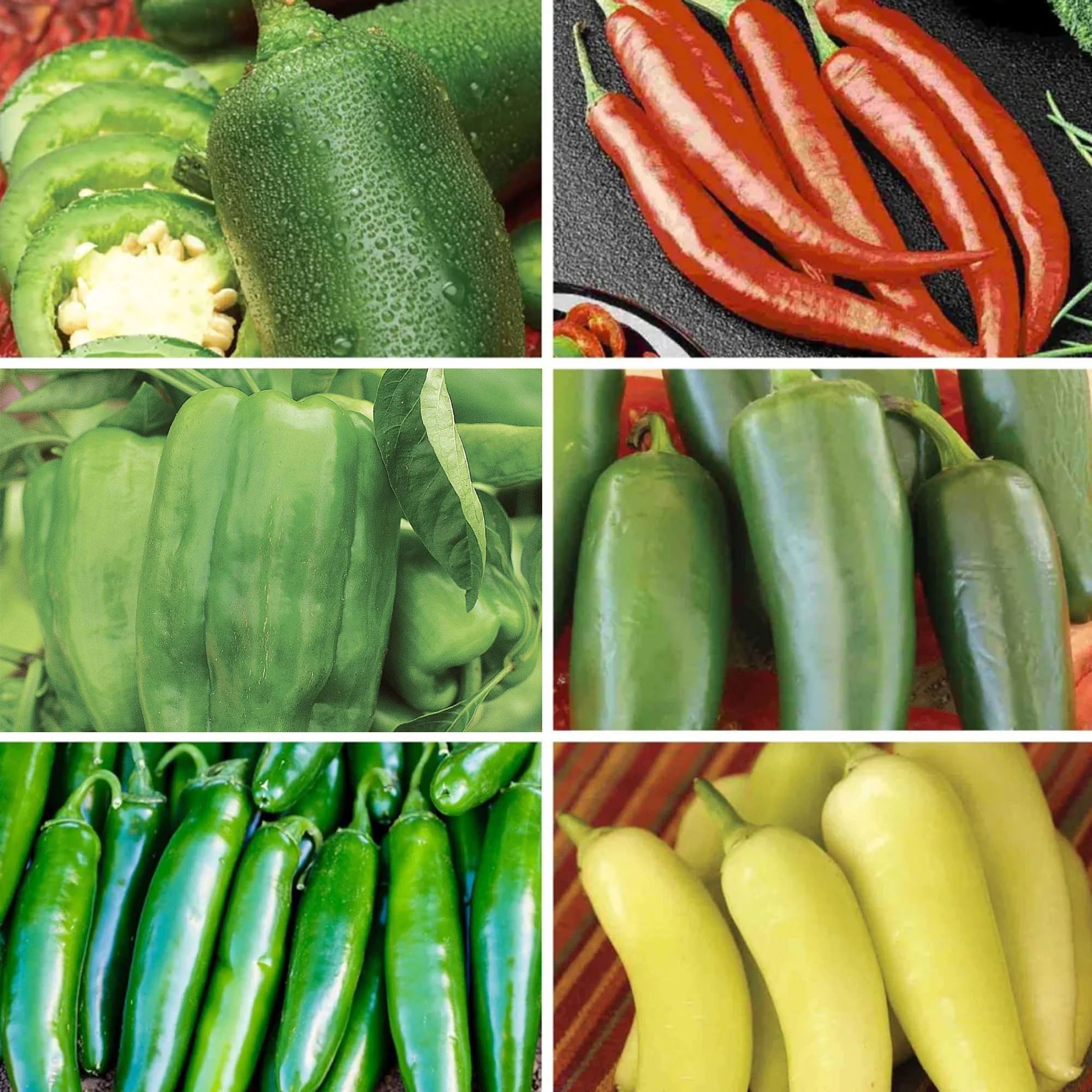 Pepper Enthusiast Non-GMO Seed Bundle (6 Pack) | Ferry-Morse