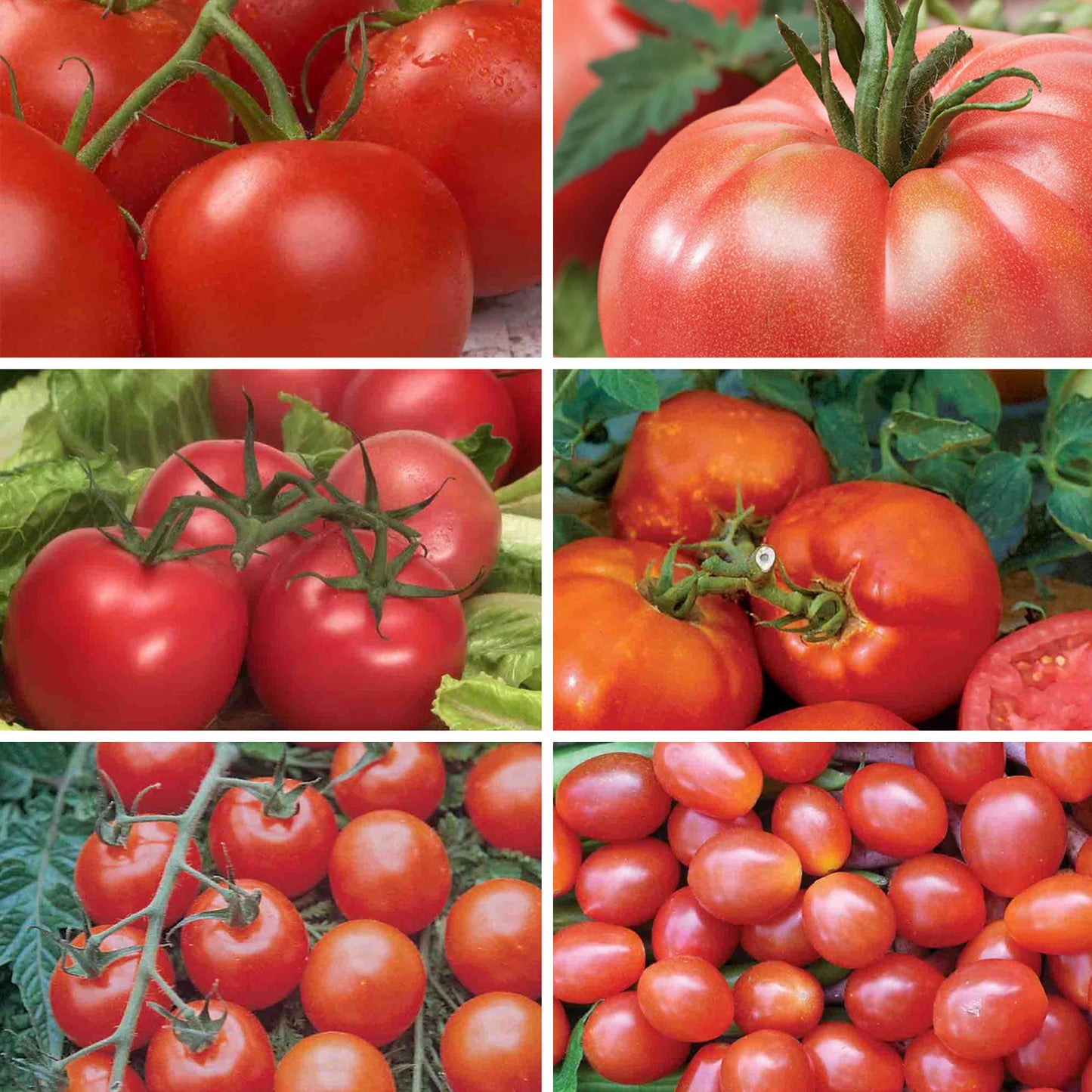 Tomato Lover Seed Bundle (6 Pack)