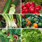 Organic Salad Garden Seed Variety Pack - 6 Pack