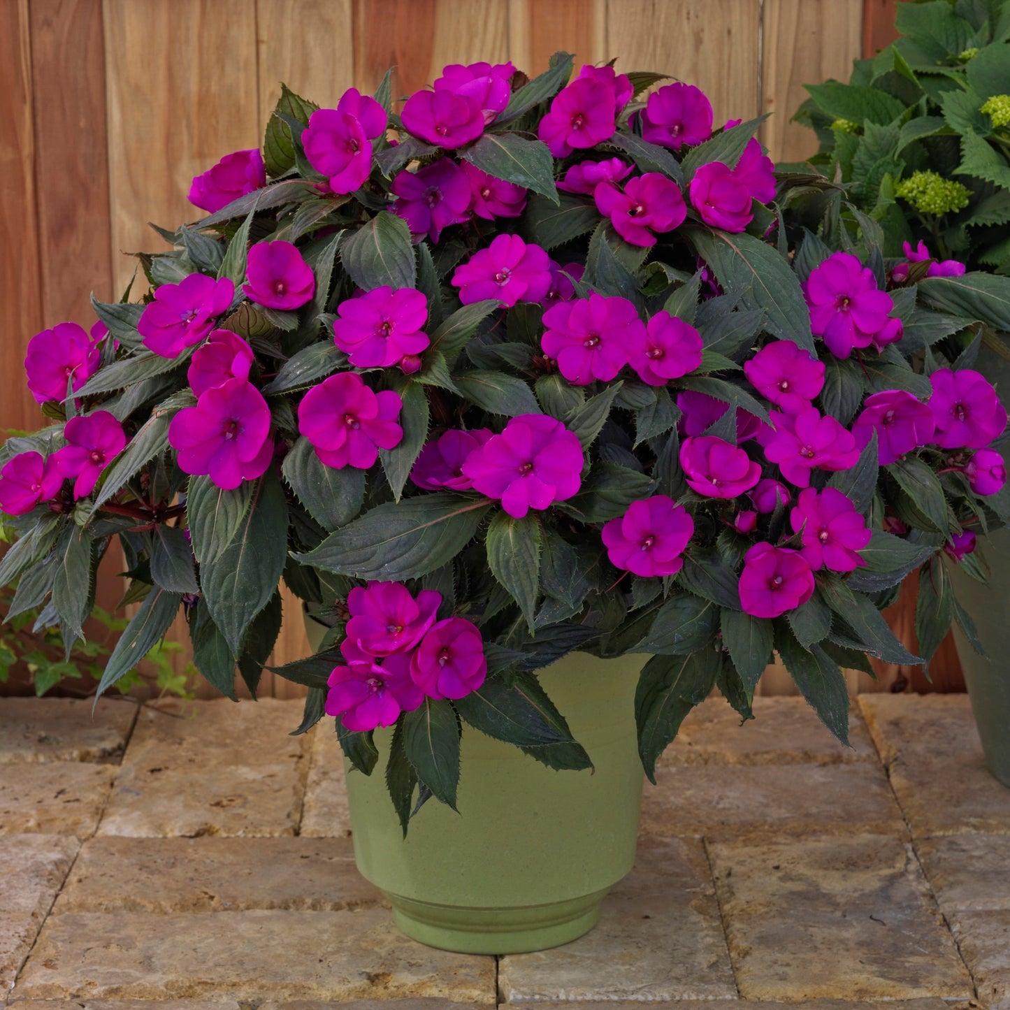 Impatiens Exotic Sunpatiens Compact Purple Plantlings Live Baby Plants 1-3in., 6-Pack