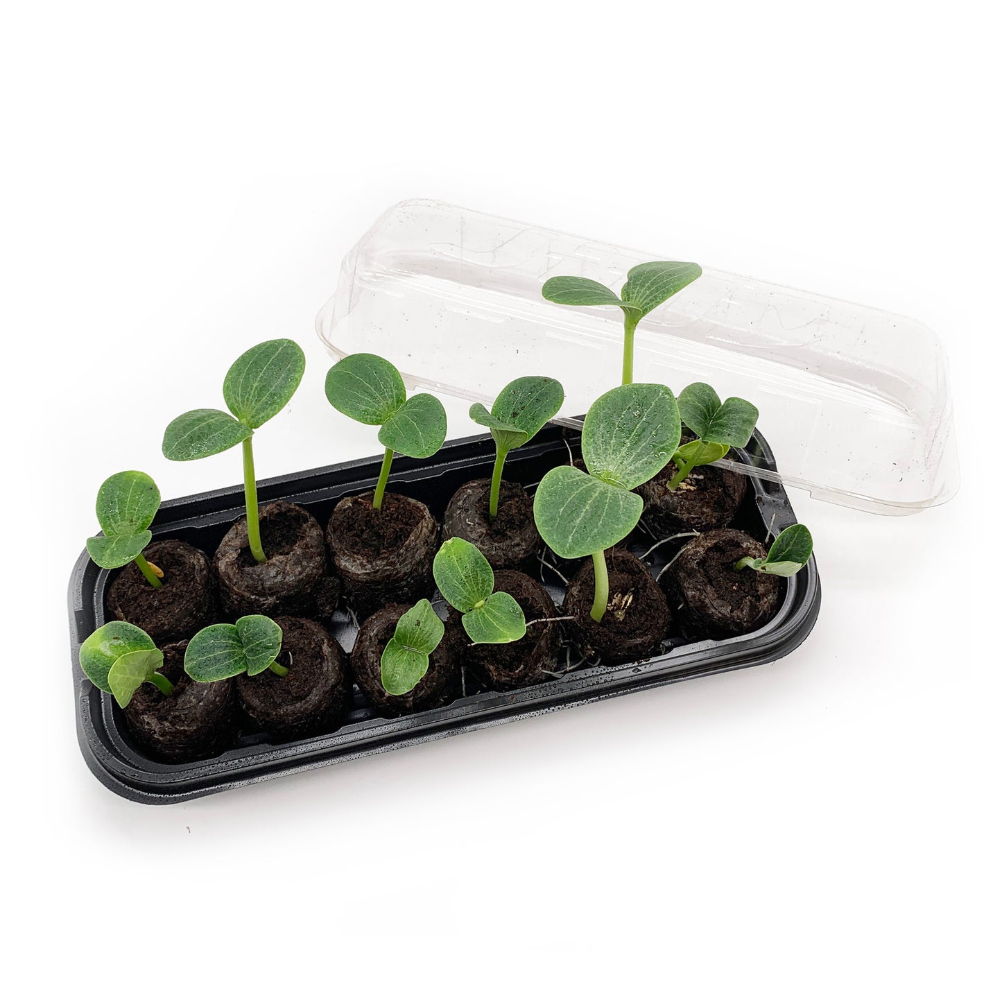 Jiffy Seed Starting Kit, 12 Cell 36mm Peat Pellets