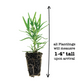 Rosemary Barbecue Plantlings Live Baby Plants 1-3in., 3-Pack