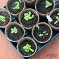 Jiffy Organic Seed Starting 3" Biodegradable Peat Pots, 12 Pack