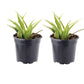 Spider Chlorophytum Comosum 'Variegatum' Plantlings Plus Live Baby Plants 4in. Pot, 2-Pack