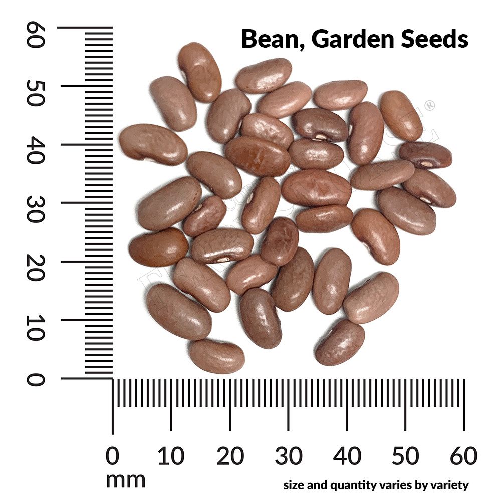 Bean, Landreths Stringless Seeds