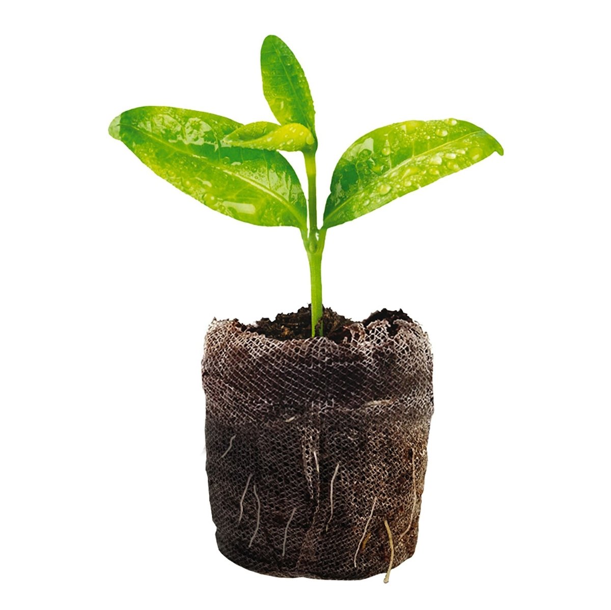 self planting seed Jiffy Self Watering Greenhouse 34