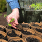 Jiffy-Pots, 5 inch Peat Pots