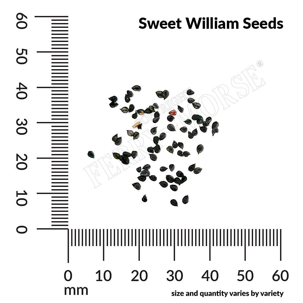 Sweet William, Tall Double Mixed Colors Seeds