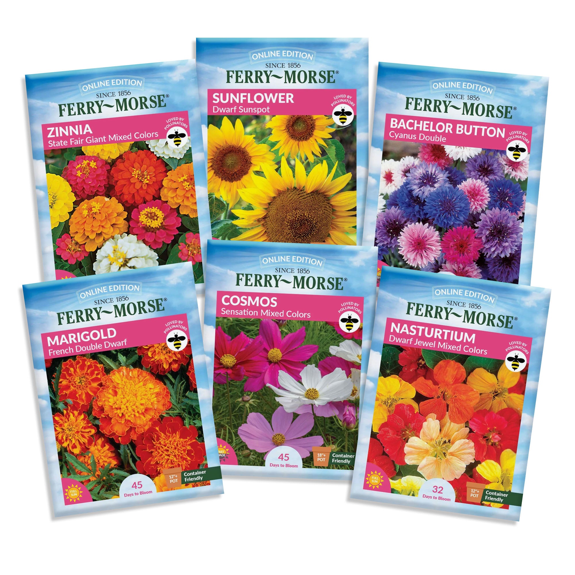 Easy-to-grow flower seed variety pack with six beginner-friendly seed packets arranged together, ideal for starting a colorful home garden