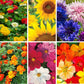 Easy-to-grow flower seed variety pack with six beginner-friendly variety images in grid