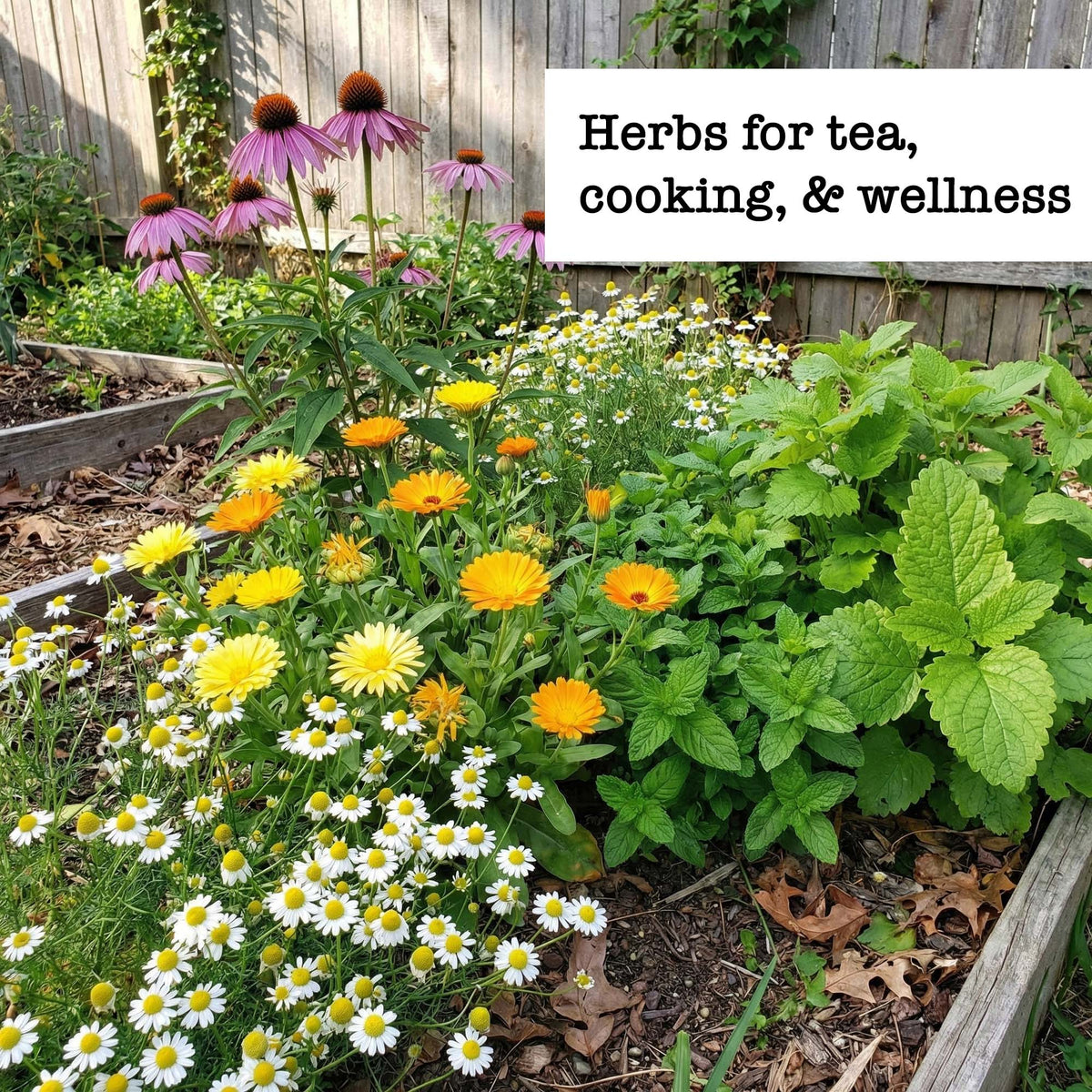 Herbs and flowers growing in garden bed with call out saying herbs for tea, cooking and wellness.