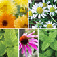 Flowers and herbs in a grid