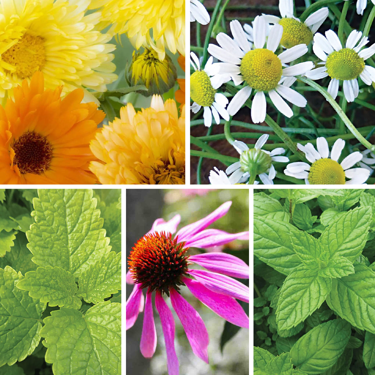 Flowers and herbs in a grid