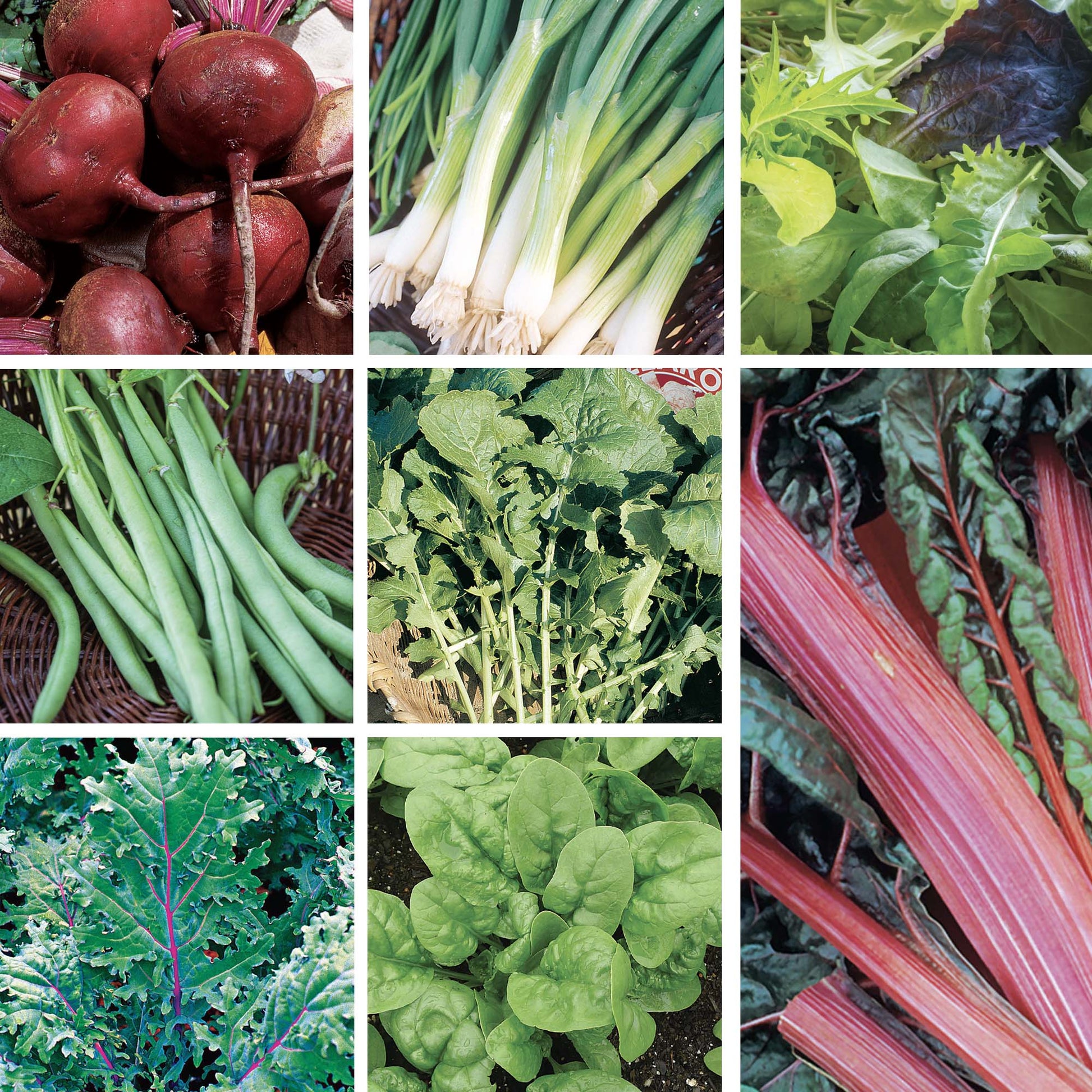 Collage of various vegetables including beets, green onions, leafy greens, and more.