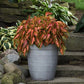 Coleus Premium Sun Coral Candy Plantlings Plus Live Baby Plants 4in. Pot, 2-Pack