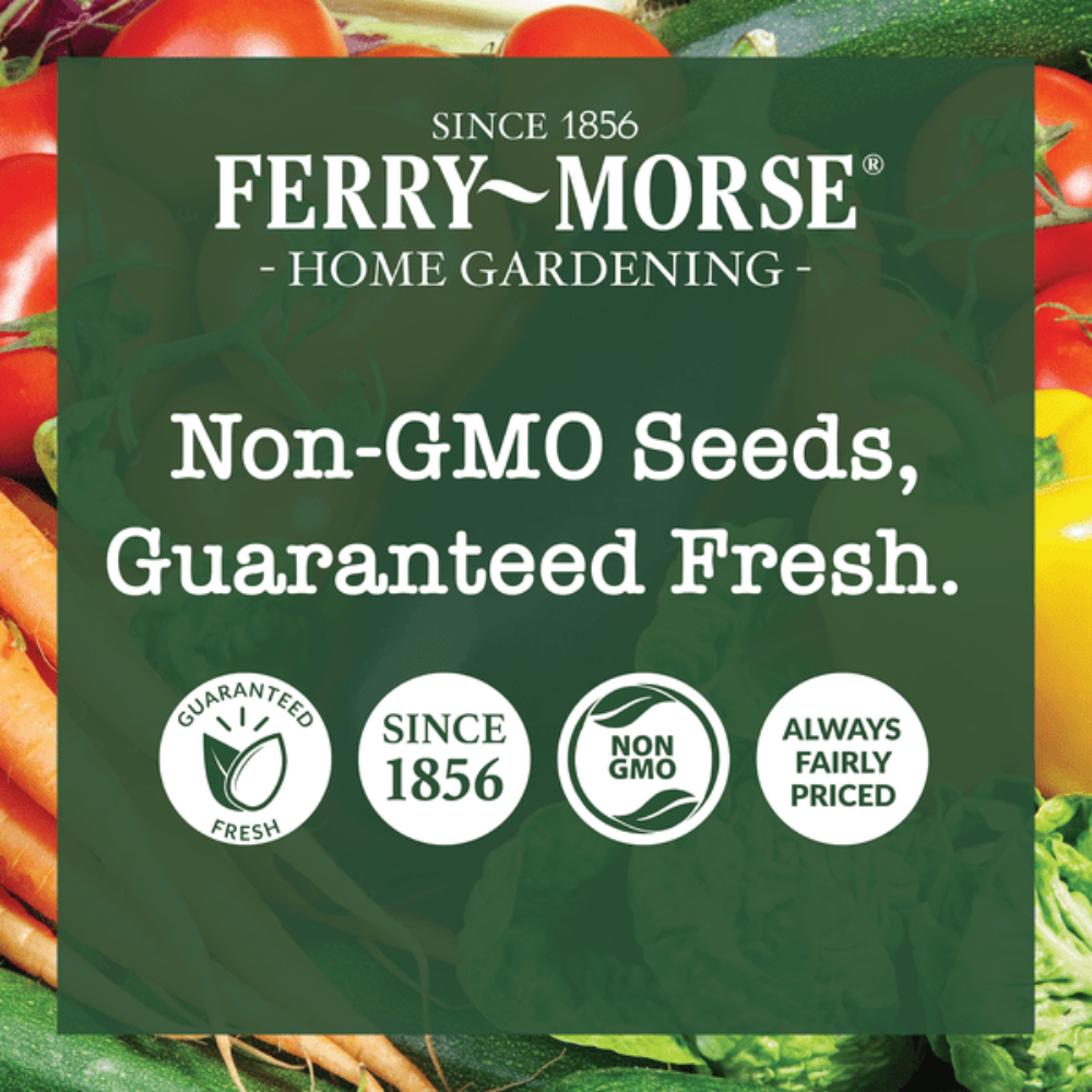 Cosmos Seed Variety Pack - 3 Pack - Ferry - Morse