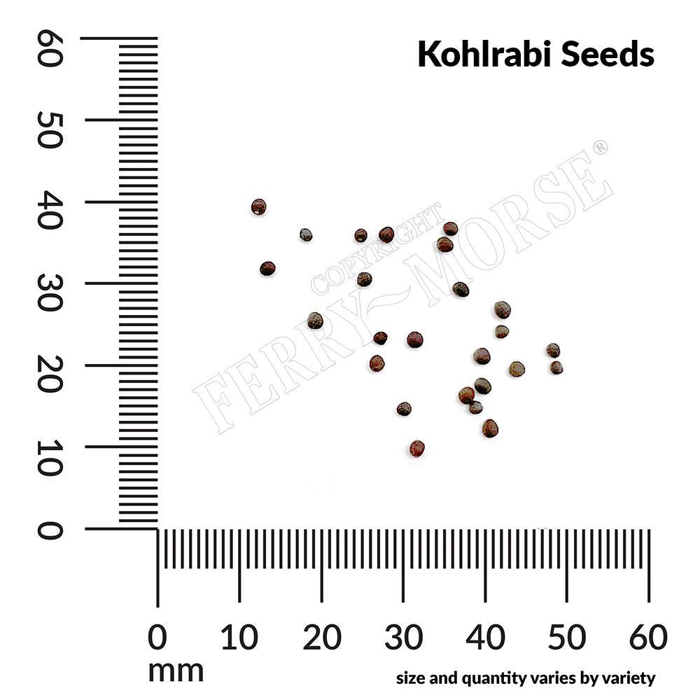 Kohlrabi, Early White Vienna Organic Seeds