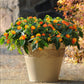 Lantana Lucky™ Flame Plantlings Live Baby Plants 1-3in., 6-Pack