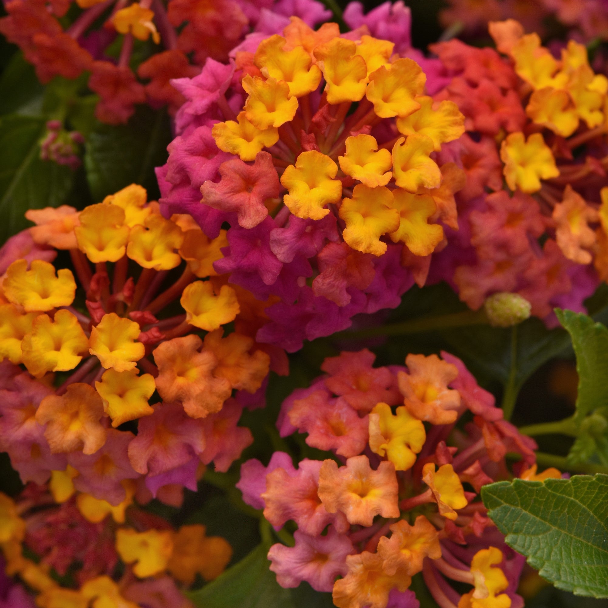 Lantana PassionFruit | Mounding Lantana | Ferry-Morse