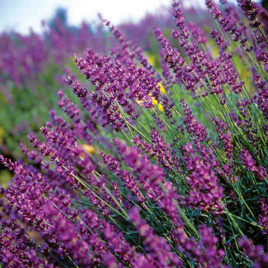 True Lavender seeds fully grown and blooming in a field_Lavandula seeds