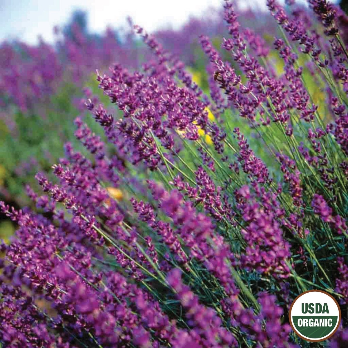 Lavender, True Organic Seeds | Aromatherapy Herb Garden | Fragrant
